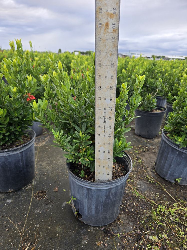 ixora-taiwanensis-ixora-taiwan-dwarf-ixora-petite