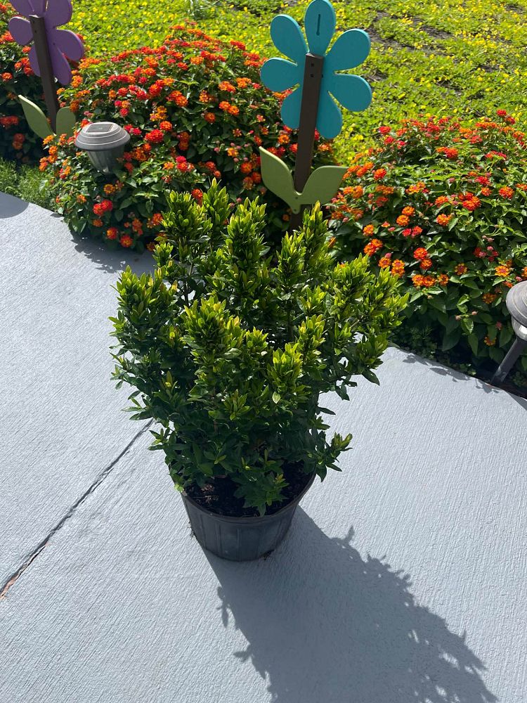 ixora-taiwanensis-ixora-taiwan-dwarf-ixora-petite
