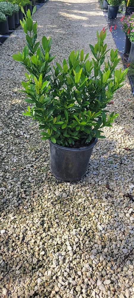ixora-taiwanensis-ixora-taiwan-dwarf-ixora-petite