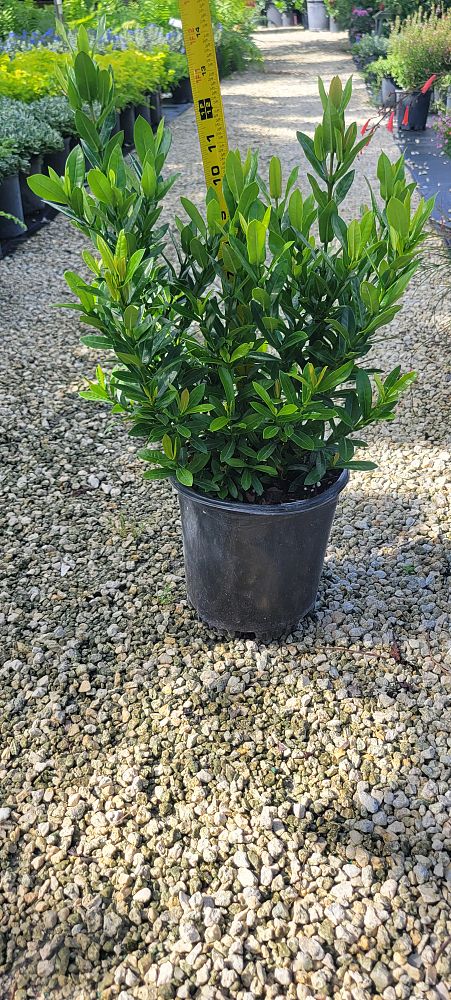 ixora-taiwanensis-ixora-taiwan-dwarf-ixora-petite