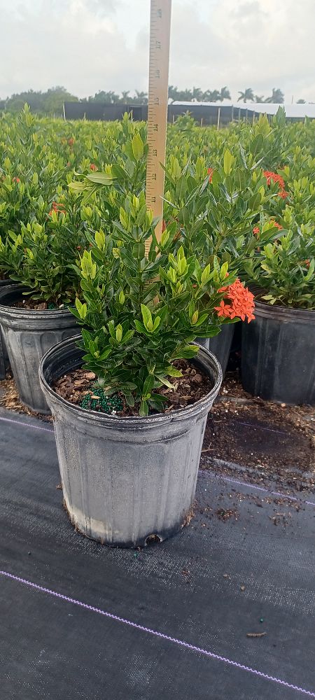 ixora-taiwanensis-ixora-taiwan-dwarf-ixora-petite