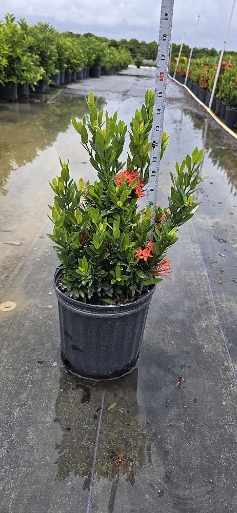 ixora-taiwanensis-ixora-taiwan-dwarf-ixora-petite