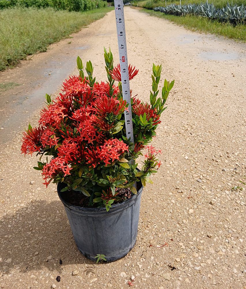 ixora-taiwanensis-ixora-taiwan-dwarf-ixora-petite