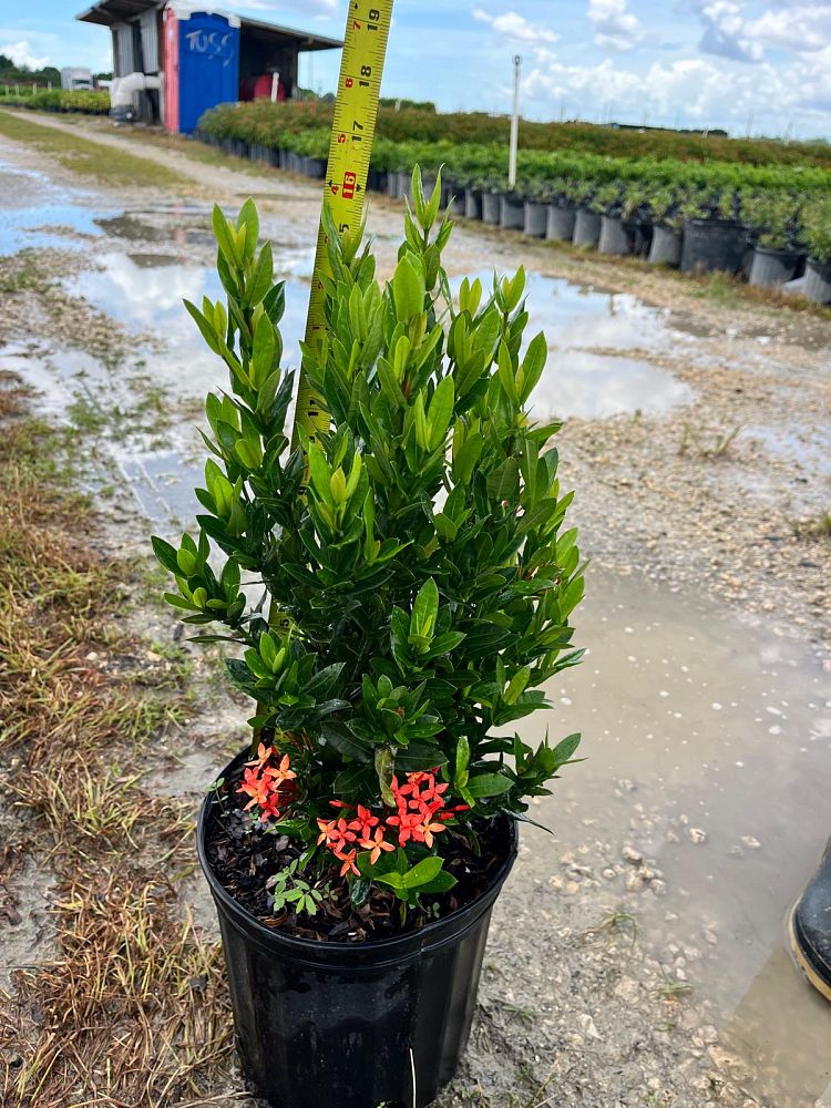 ixora-taiwanensis-ixora-taiwan-dwarf-ixora-petite