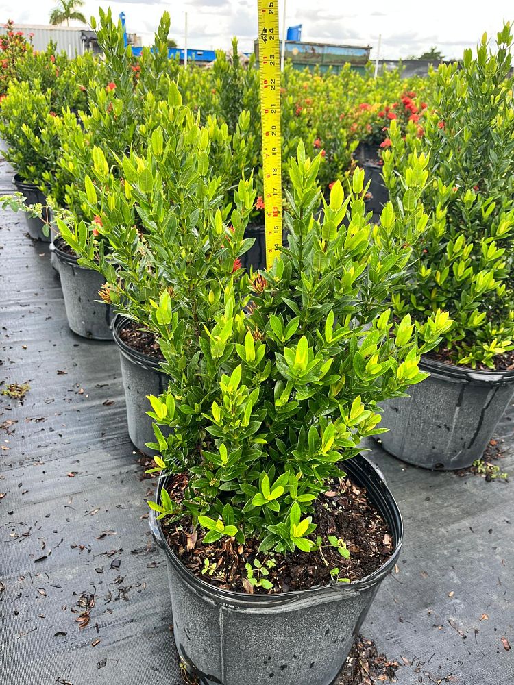 ixora-taiwanensis-ixora-taiwan-dwarf-ixora-petite
