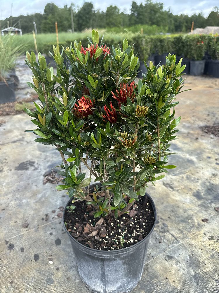 ixora-taiwanensis-ixora-taiwan-dwarf-ixora-petite