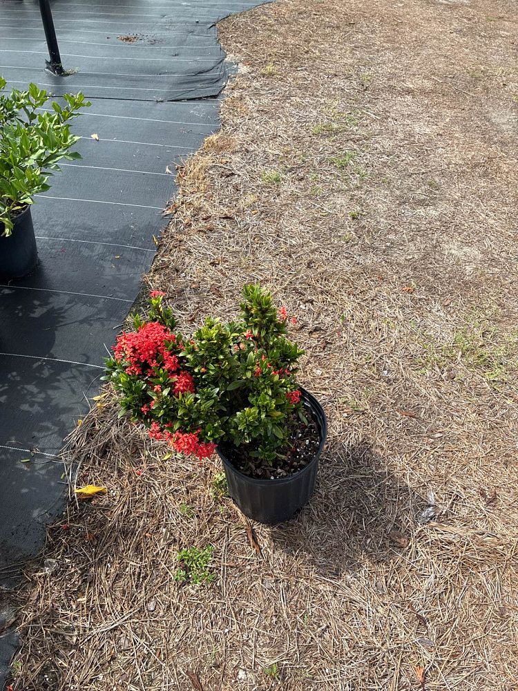 ixora-taiwanensis-ixora-taiwan-dwarf-ixora-petite