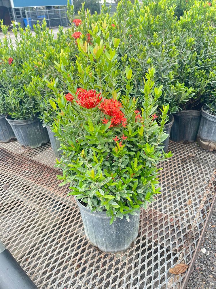 ixora-taiwanensis-ixora-taiwan-dwarf-ixora-petite