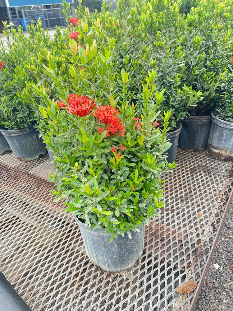 ixora-taiwanensis-ixora-taiwan-dwarf-ixora-petite