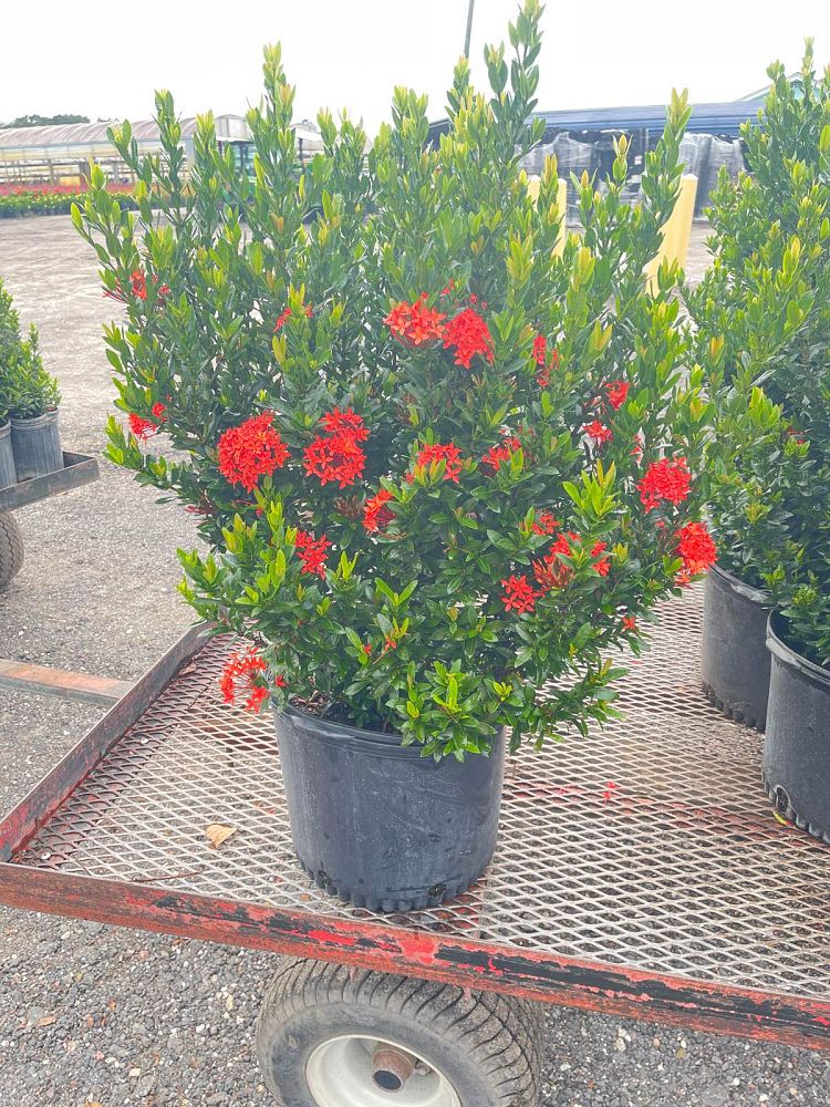 ixora-taiwanensis-ixora-taiwan-dwarf-ixora-petite