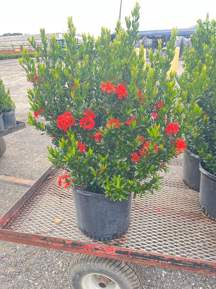ixora-taiwanensis-ixora-taiwan-dwarf-ixora-petite