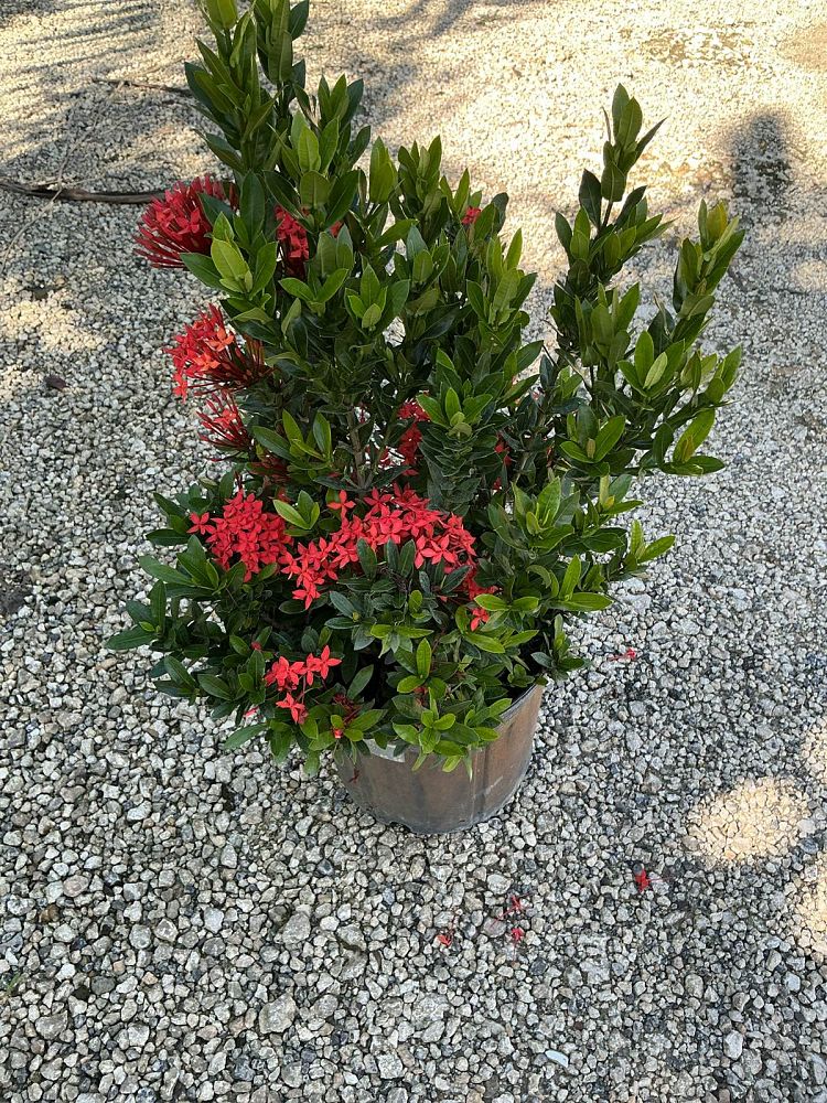 ixora-taiwanensis-ixora-taiwan-dwarf-ixora-petite