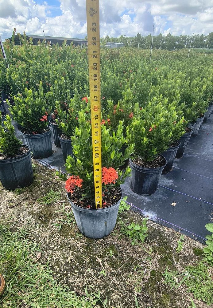 ixora-taiwanensis-ixora-taiwan-dwarf-ixora-petite