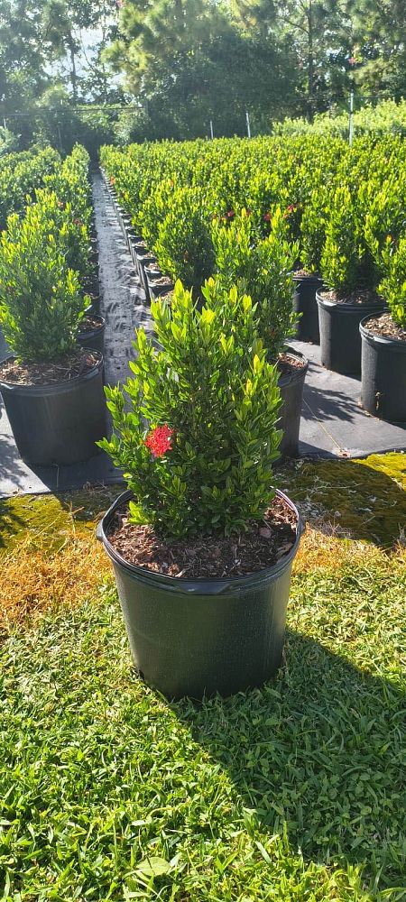 ixora-taiwanensis-ixora-taiwan-dwarf-ixora-petite