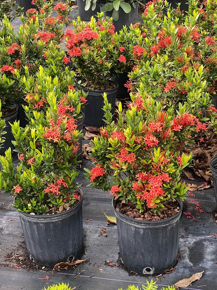 ixora-taiwanensis