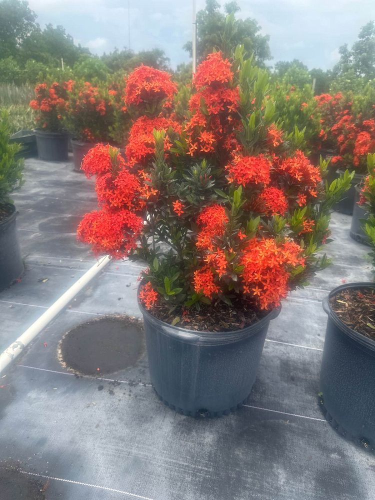 ixora-taiwanensis