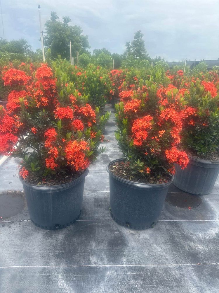 ixora-taiwanensis