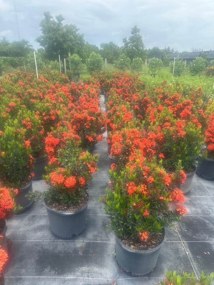 ixora-taiwanensis