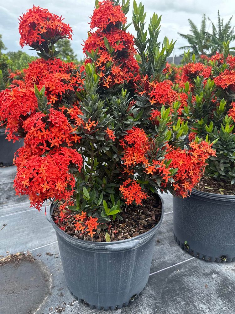 ixora-taiwanensis