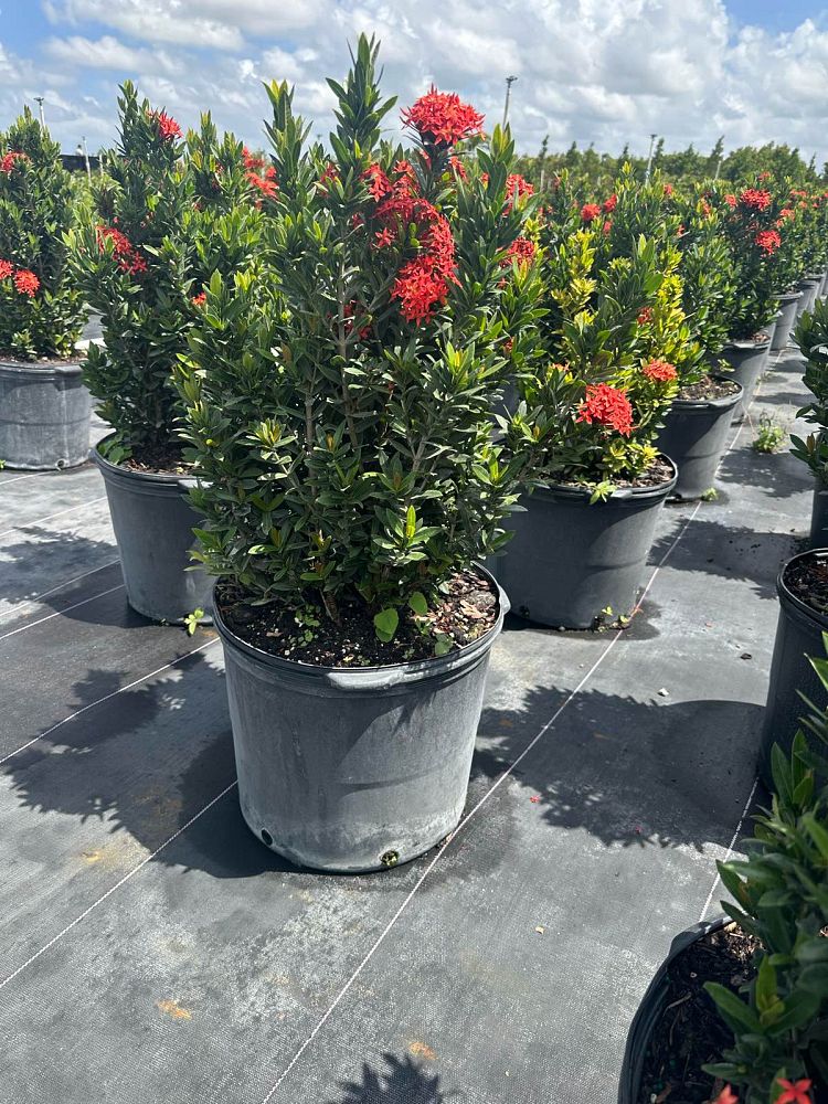ixora-taiwanensis
