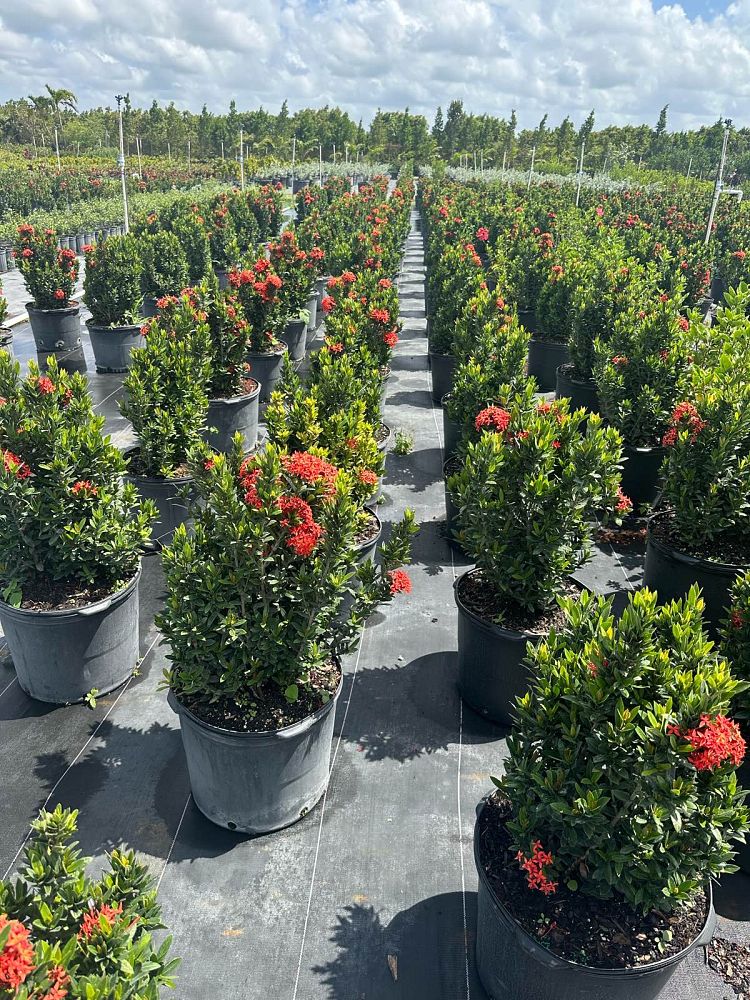 ixora-taiwanensis