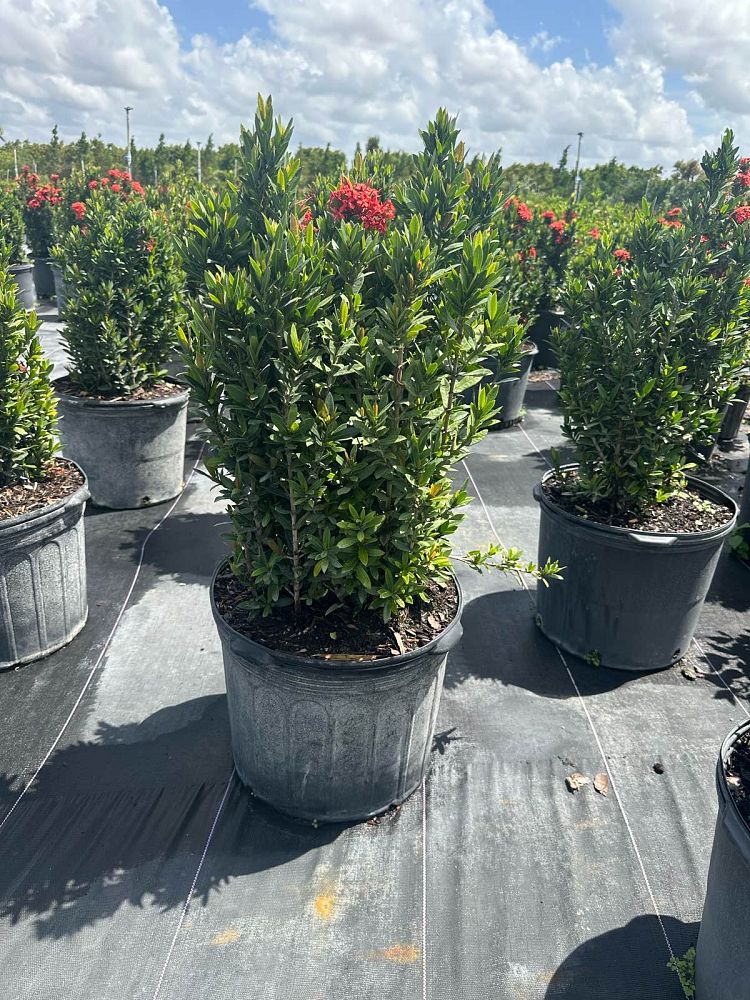 ixora-taiwanensis