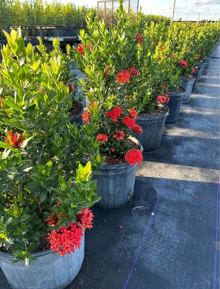 ixora-taiwanensis