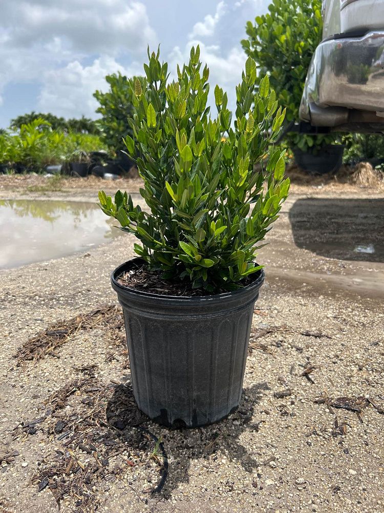 ixora-taiwanensis