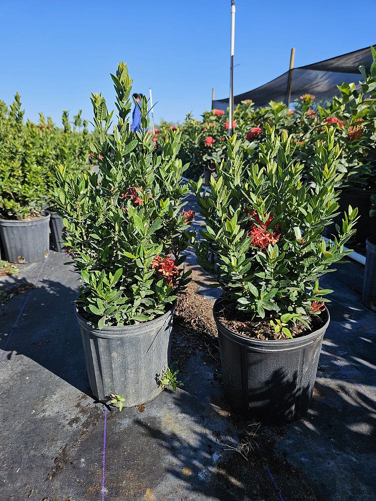 ixora-taiwanensis
