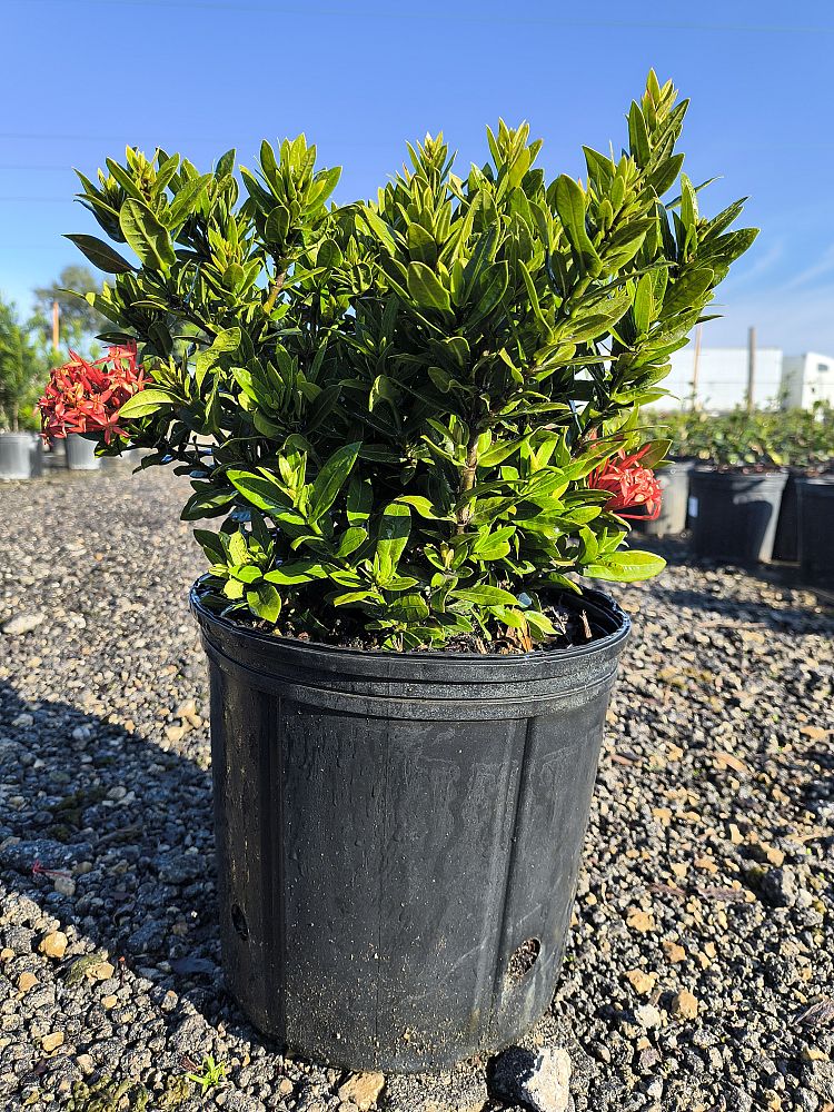 ixora-taiwanensis