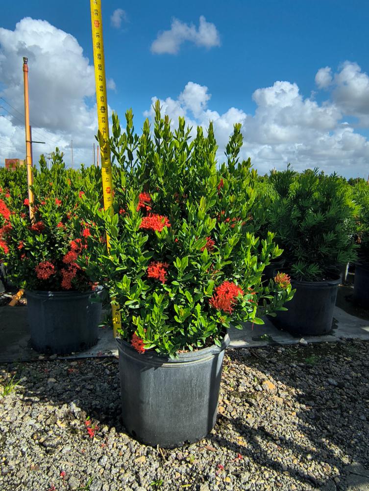 ixora-taiwanensis