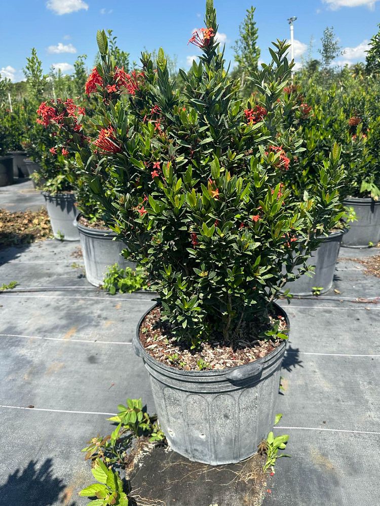 ixora-taiwanensis