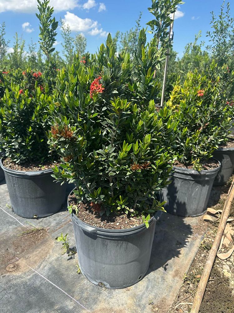 ixora-taiwanensis