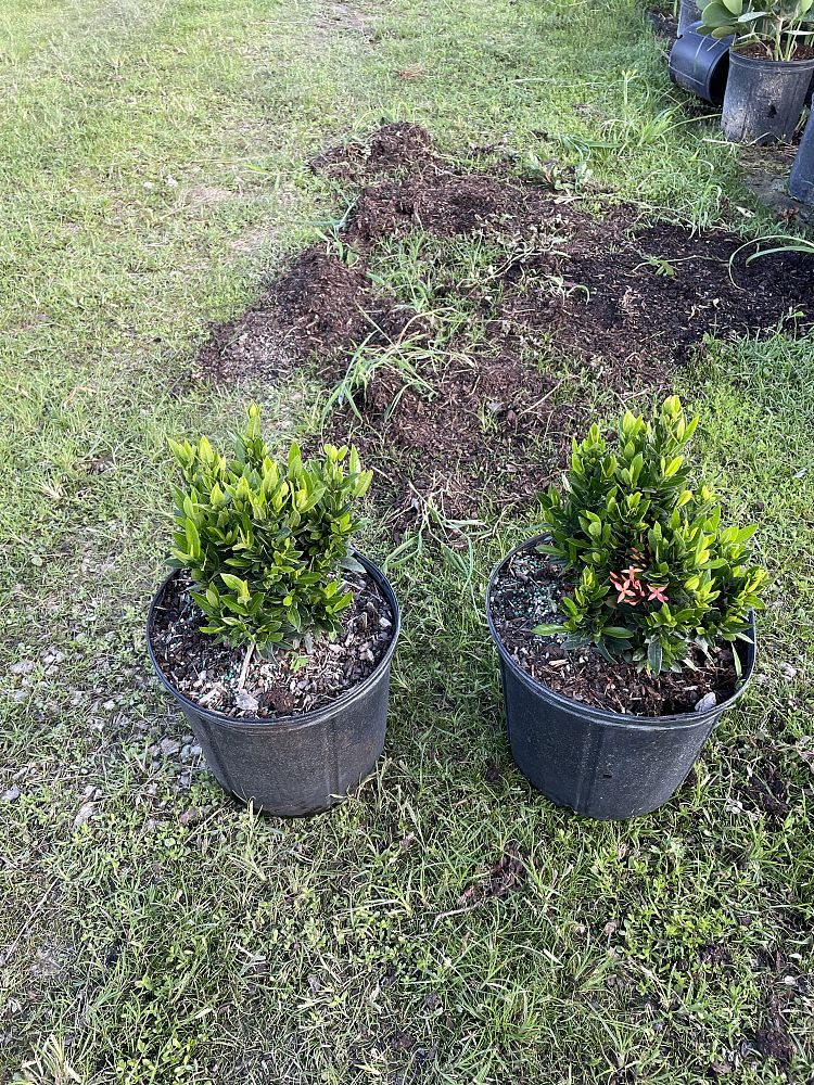 ixora-taiwanensis