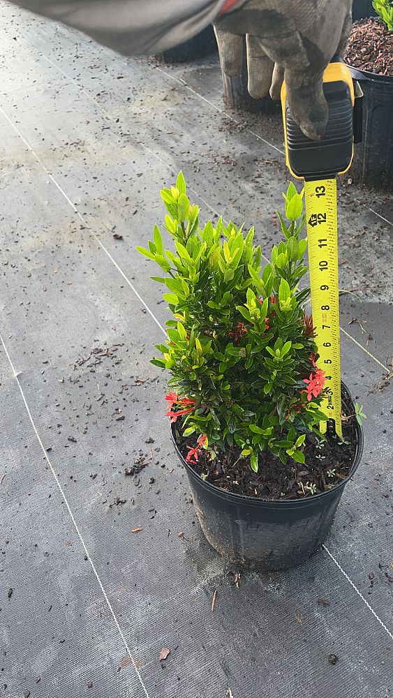 ixora-taiwanensis