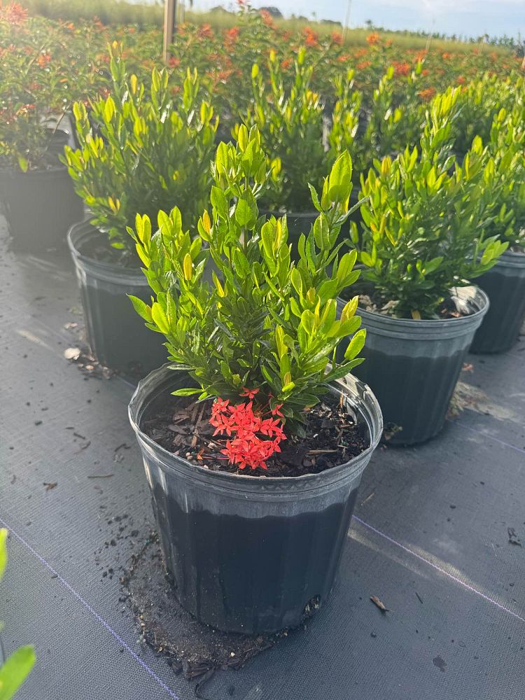 ixora-taiwanensis