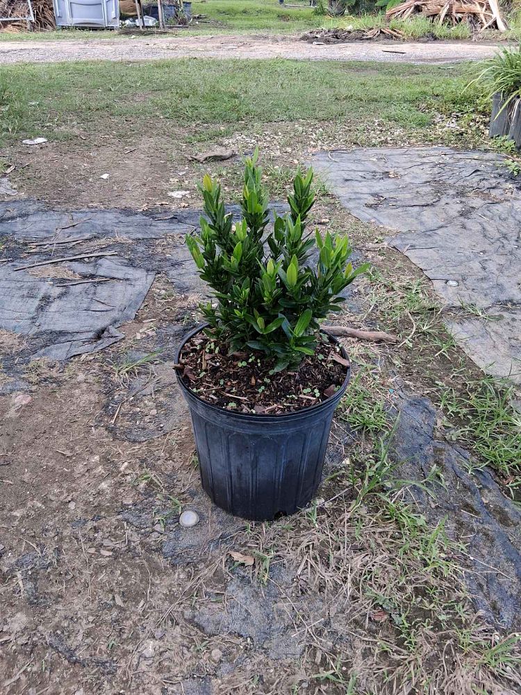 ixora-taiwanensis