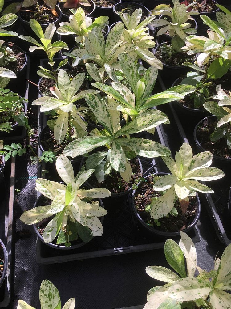 ixora-thai-snow-hybrid-ixora