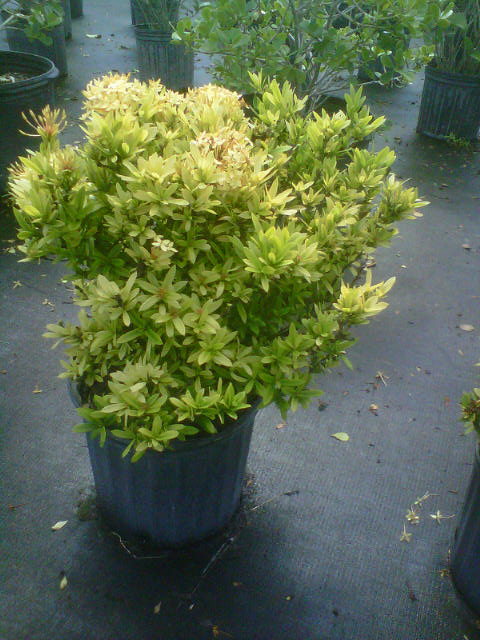ixora-yellow