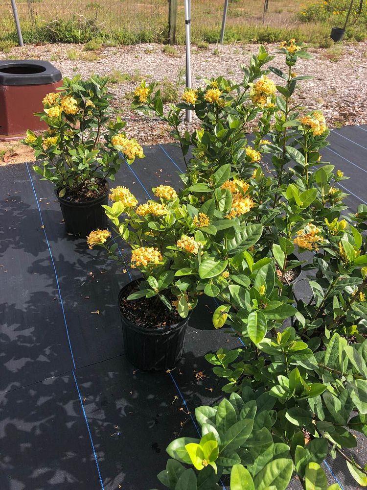 ixora-yellow