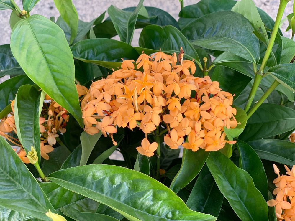ixora-yellow