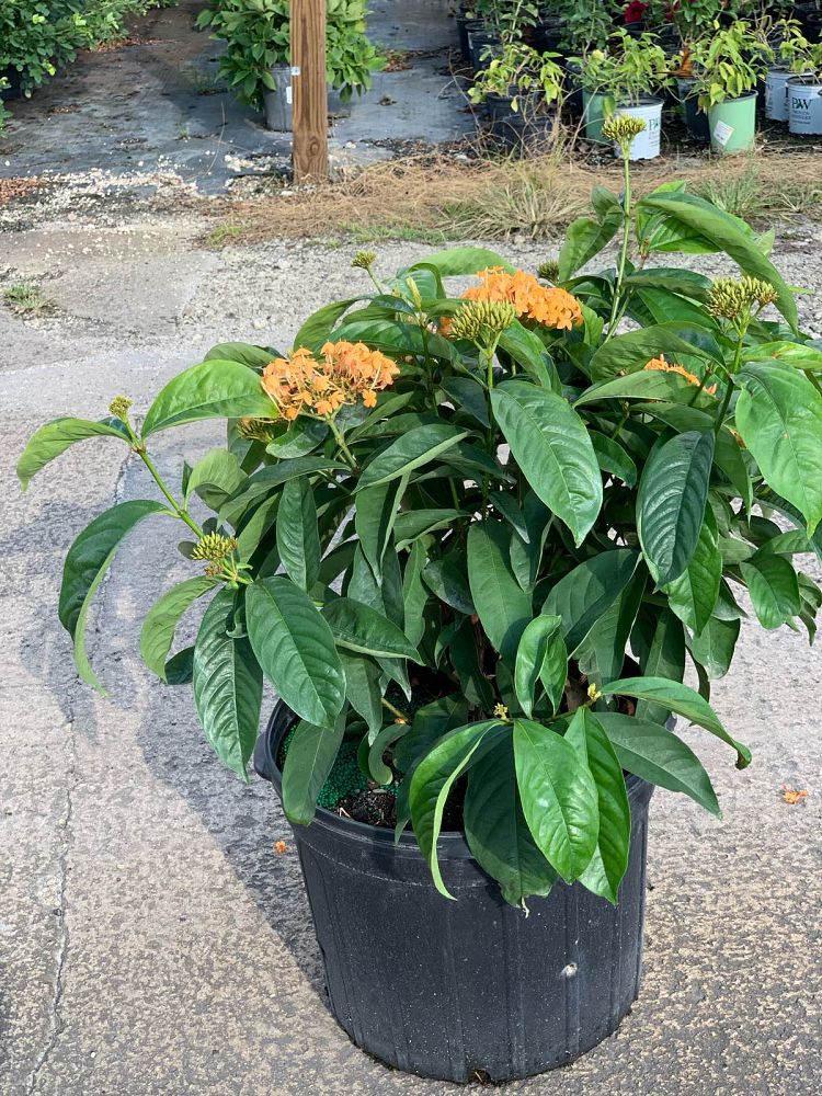 ixora-yellow