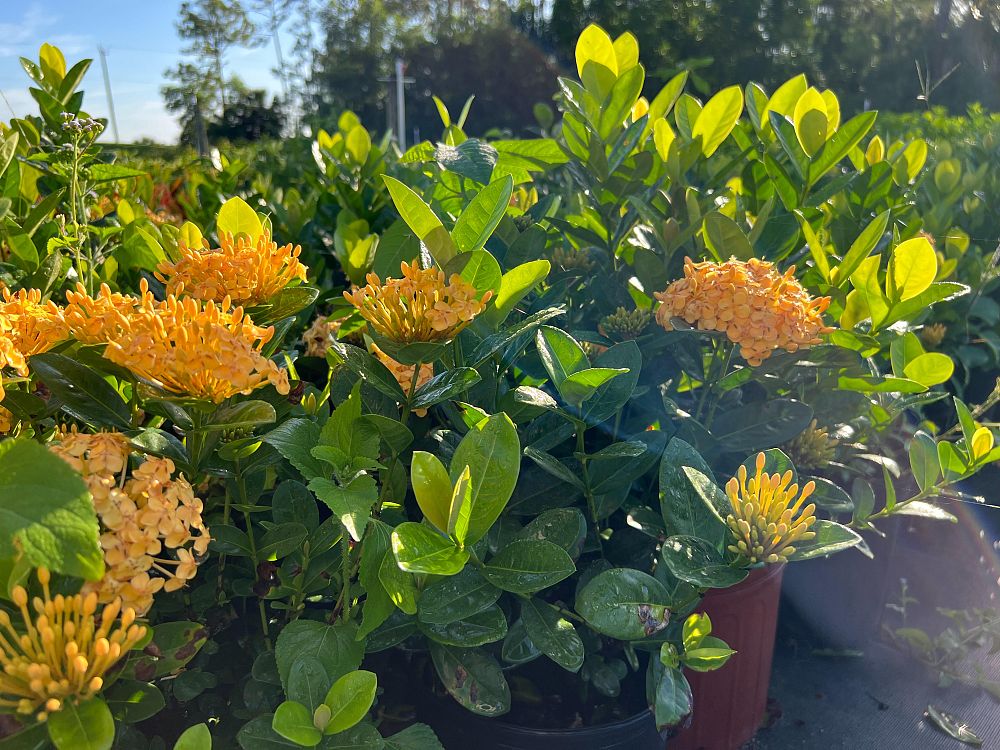 ixora-yellow