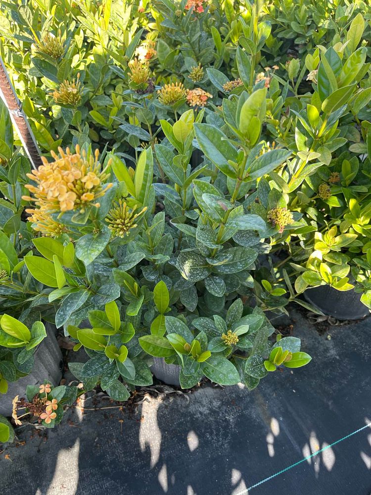 ixora-yellow