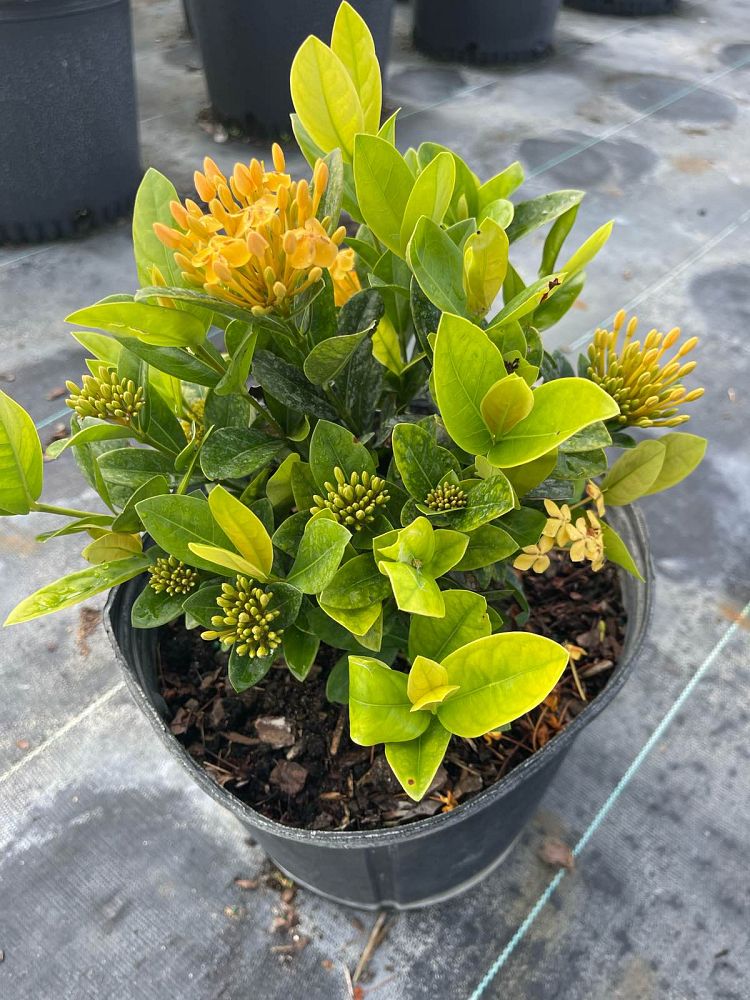 ixora-yellow