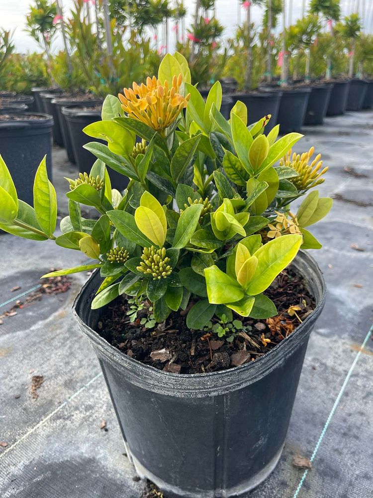 ixora-yellow