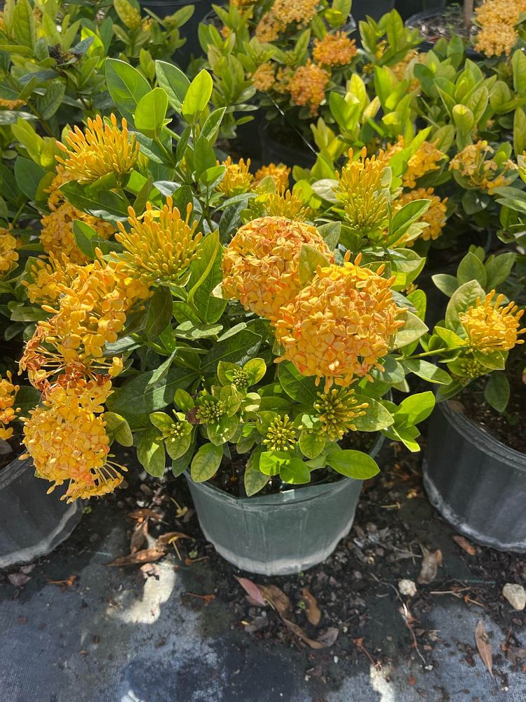 ixora-yellow