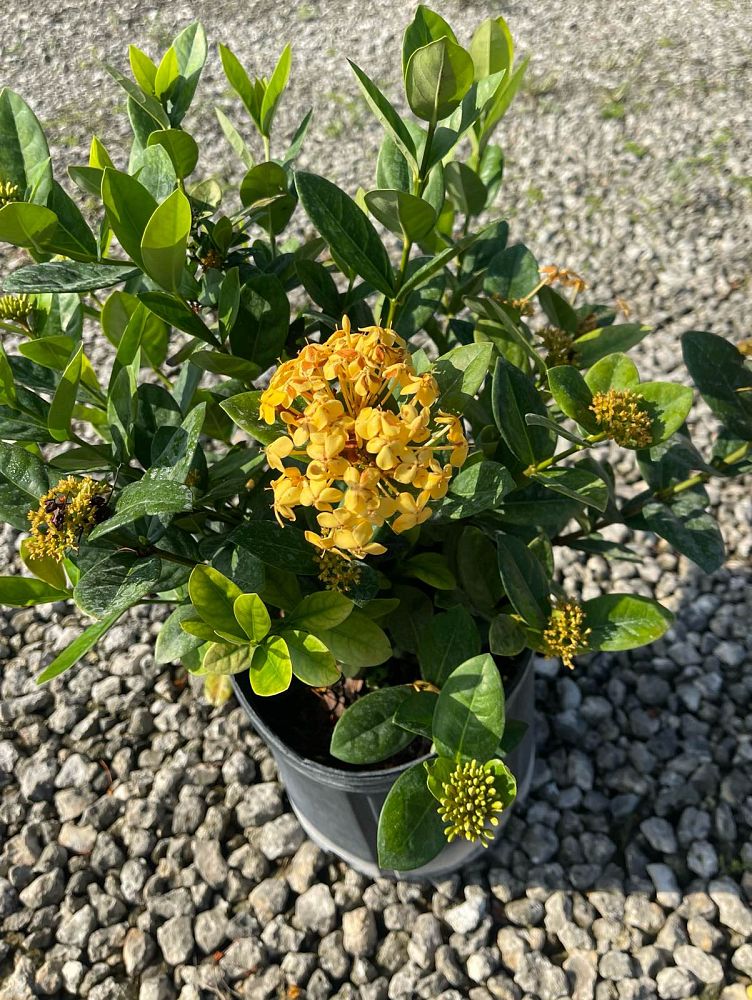 ixora-yellow