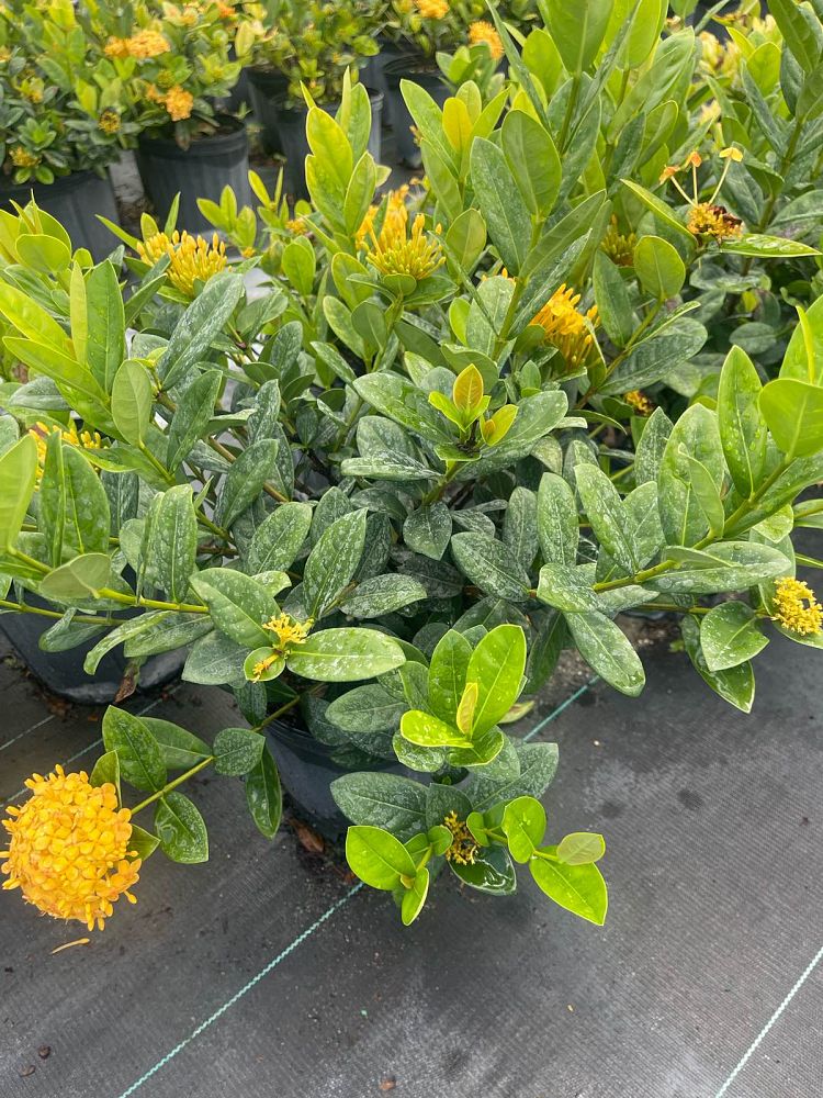 ixora-yellow