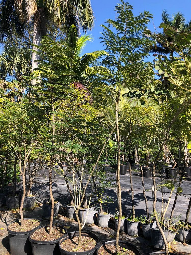 jacaranda-caerulea-bahama-jacaranda
